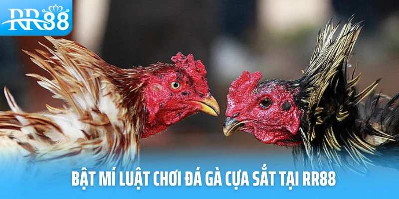 Bật mí luật chơi đá gà cựa sắt tại RR88
