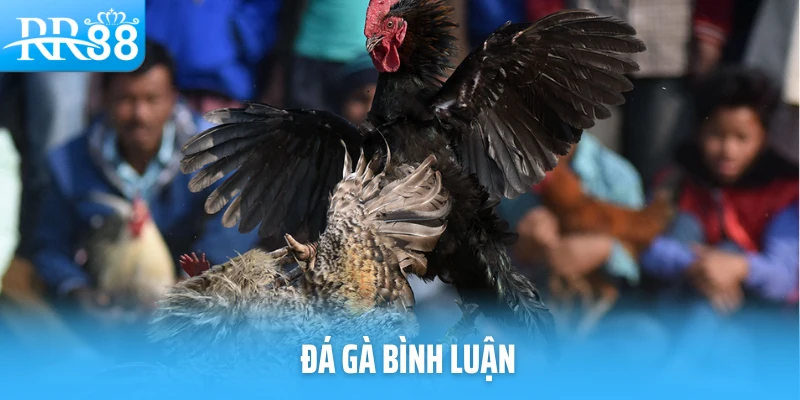 Đá Gà Bình Luận – Bắt Trọn Khoảnh Khắc Cùng Trận Đấu Nảy Lửa