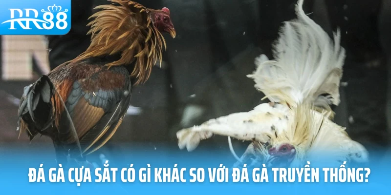 Đá gà cựa sắt có gì khác so với đá gà truyền thống?