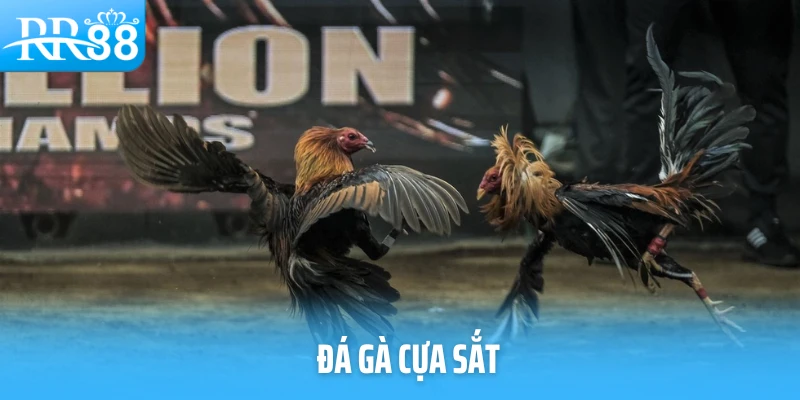 Đá Gà Cựa Sắt - Môn Giải Trí Không Dành Cho Người Yếu Tim