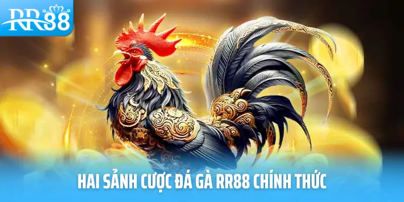 Hai sảnh cược đá gà RR88 chính thức
