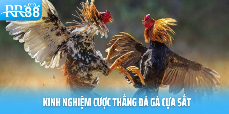 Kinh nghiệm cược thắng đá gà cựa sắt