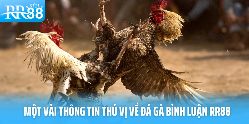 Một vài thông tin thú vị về đá gà bình luận RR88